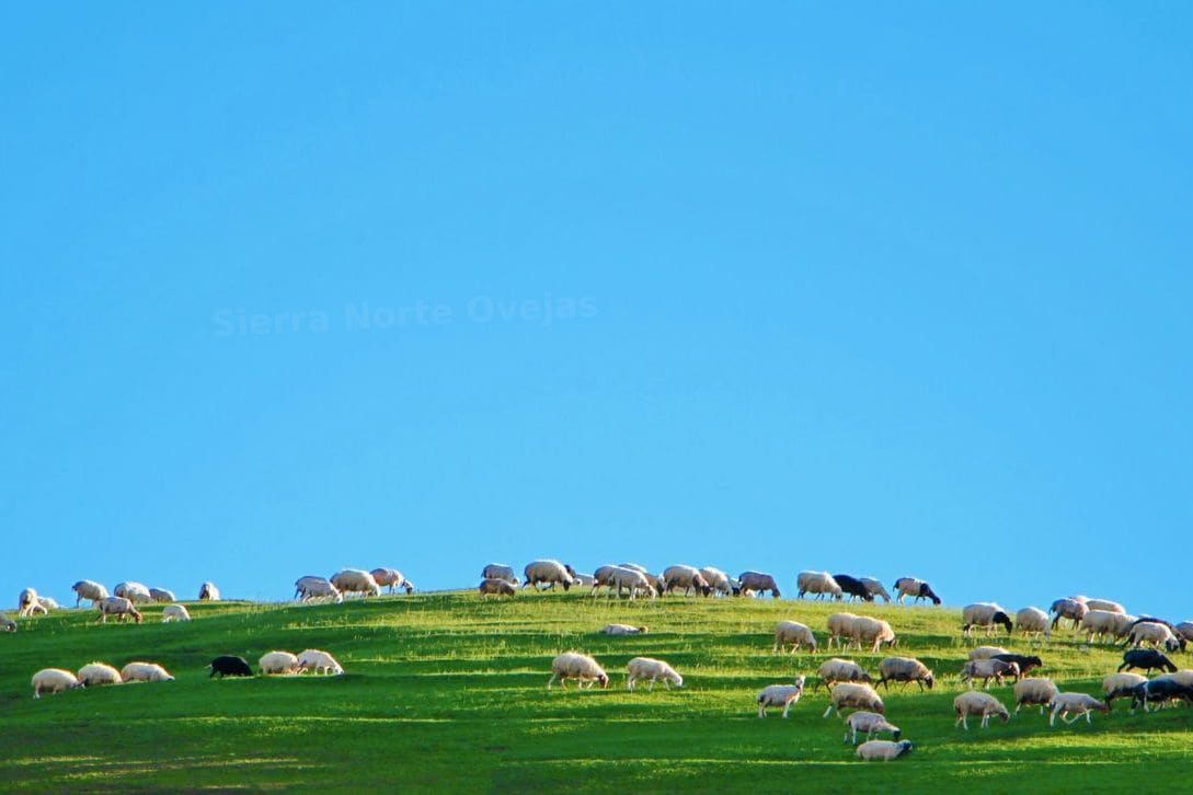 Sierra Norte Ovejas 3